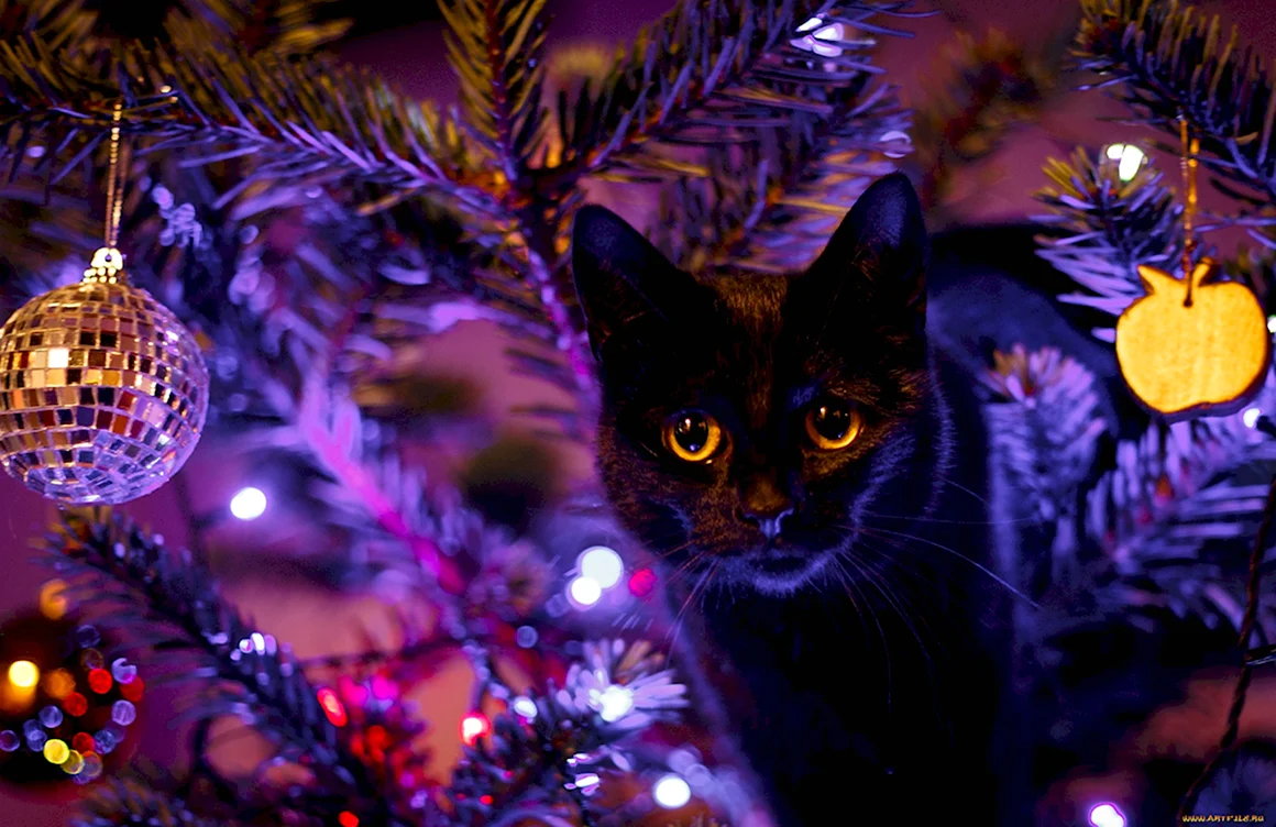 Новогодний кот