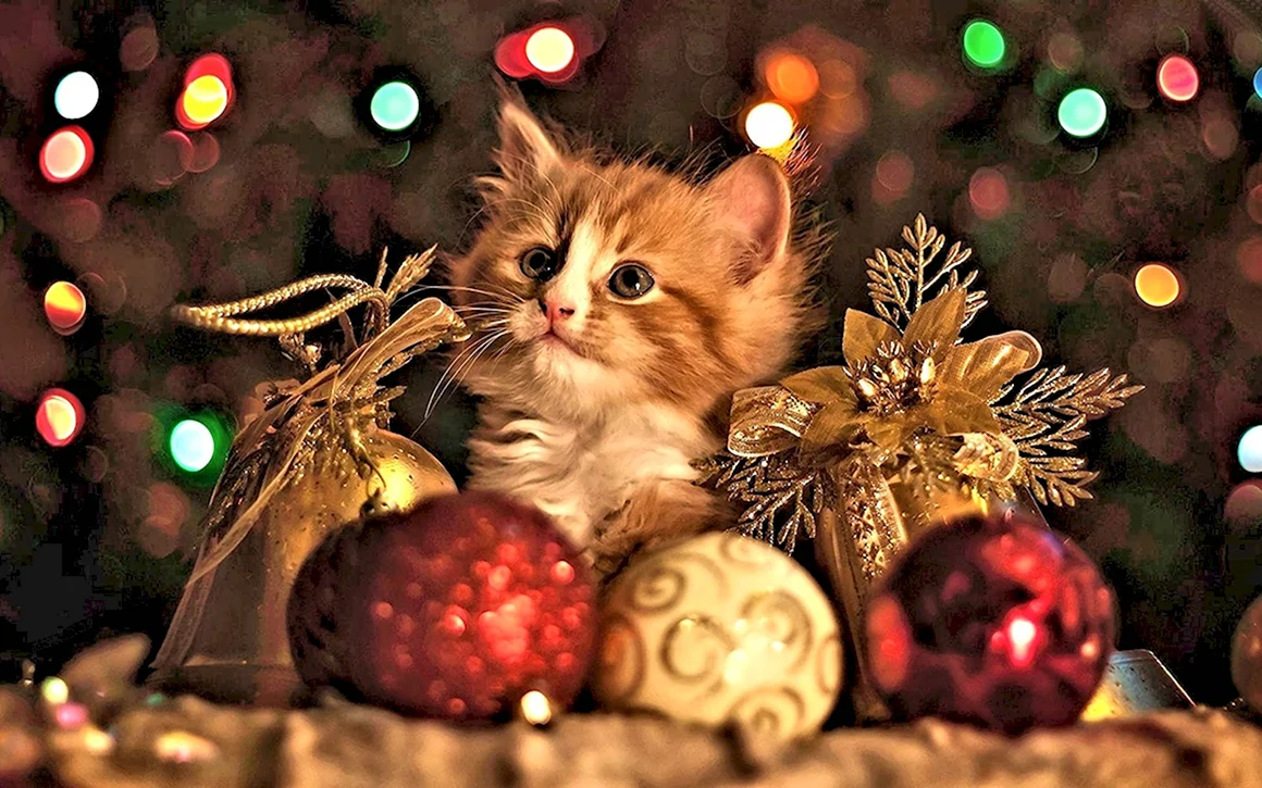 Новогодний котик