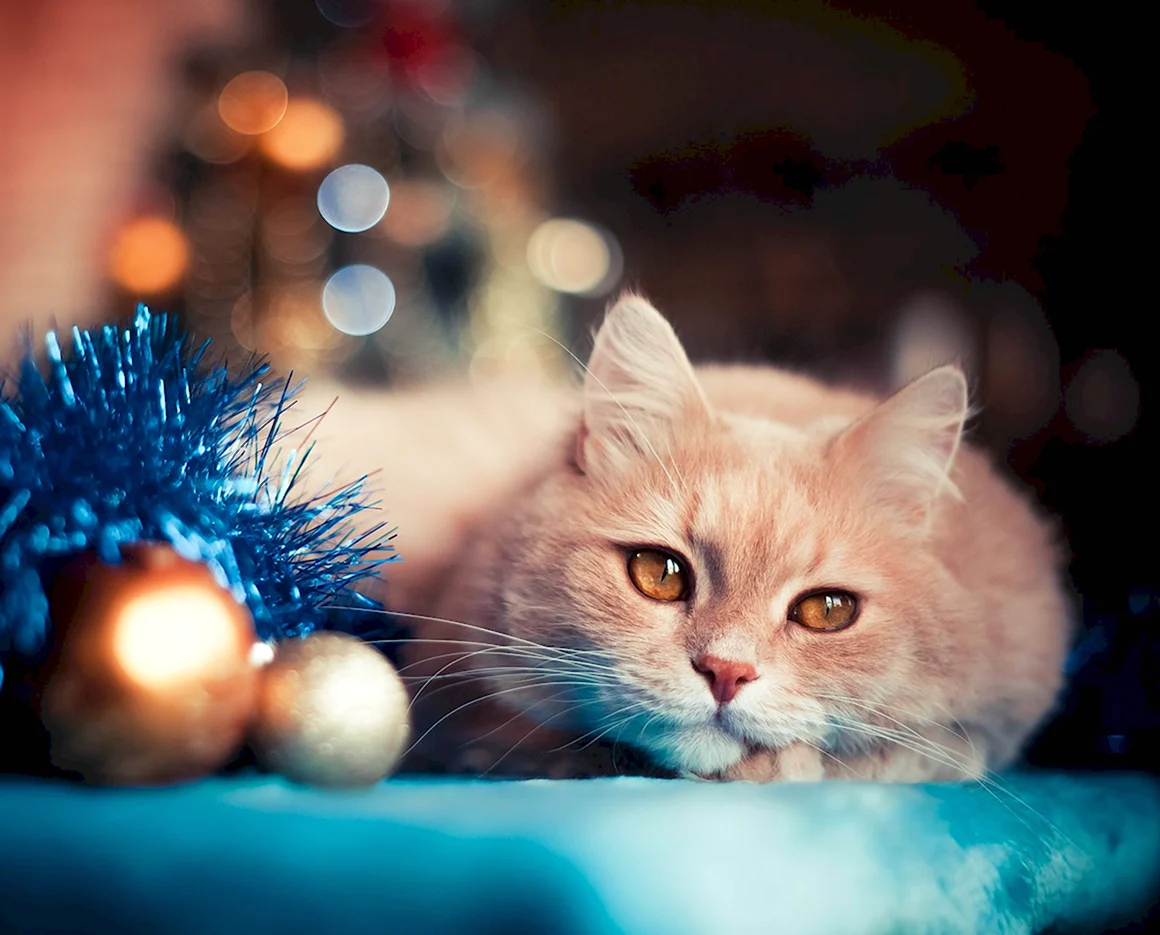 Новогодний котик