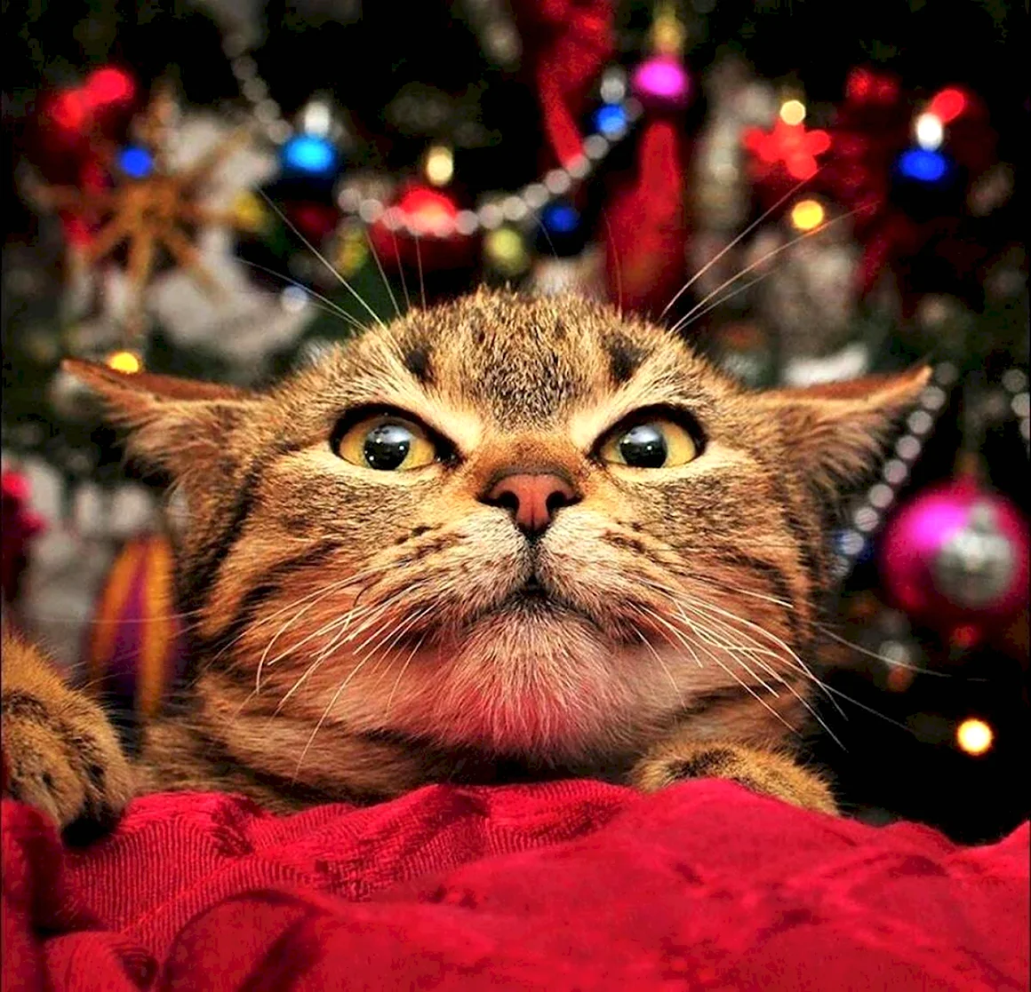 Новогодний котик