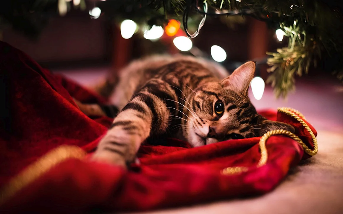Новогодний котик