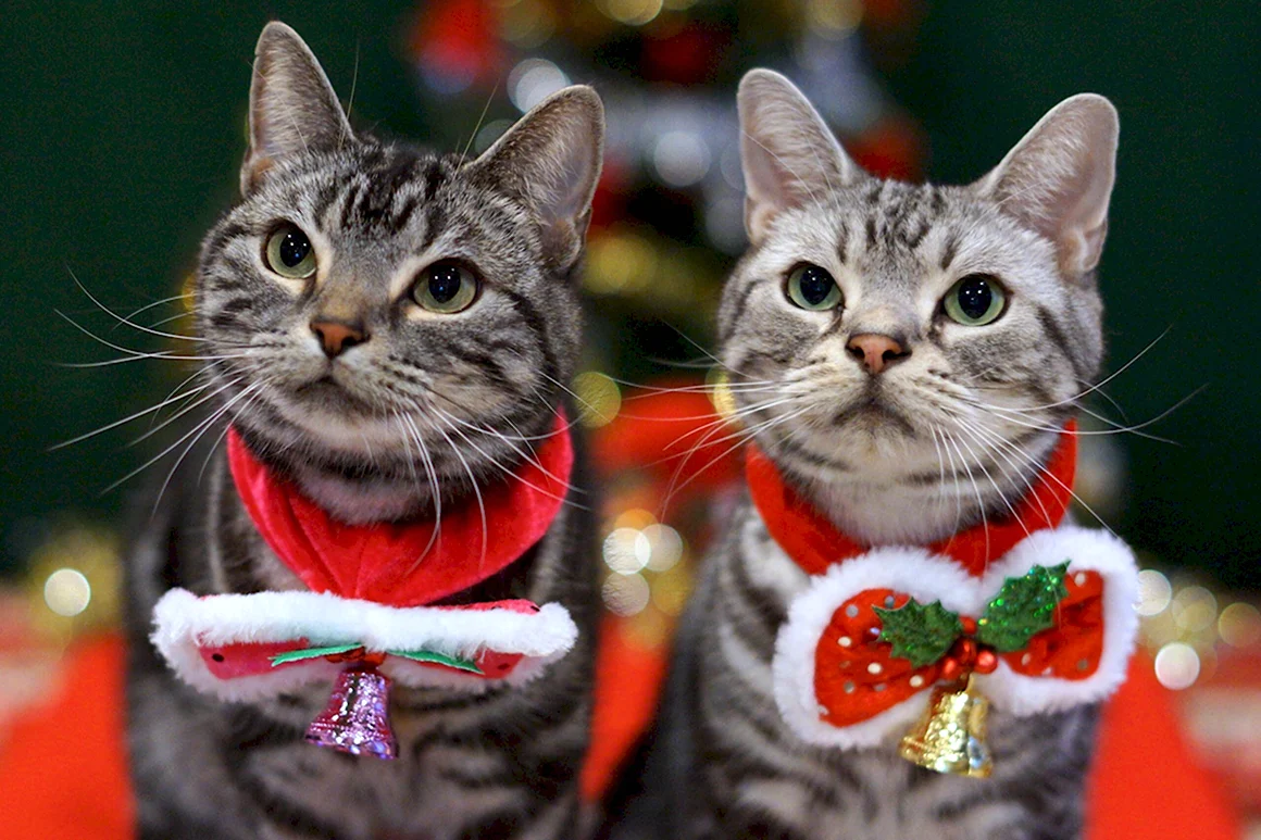 Новогодний котик