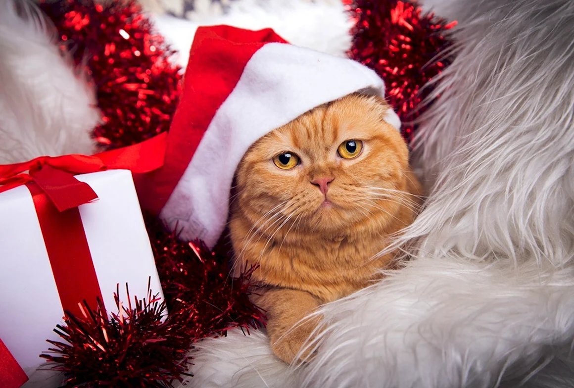 Новогодний котик