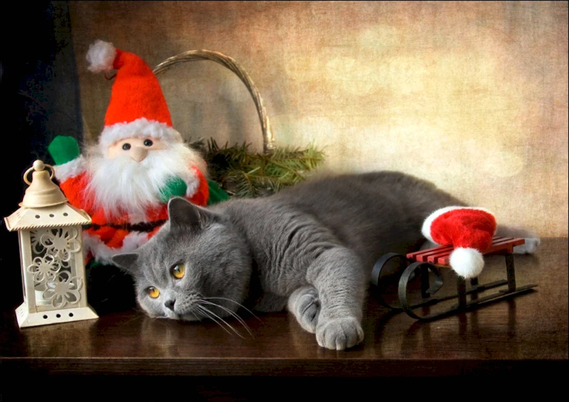 Новогодний котик