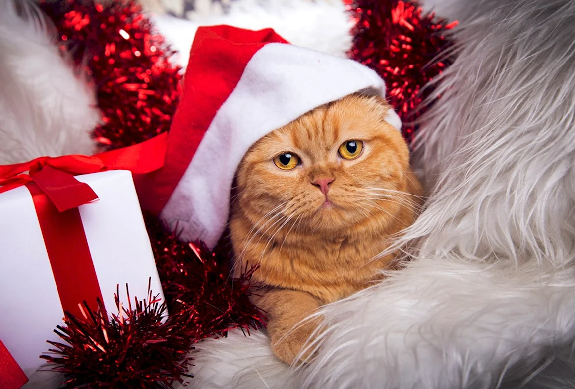 Новогодний котик