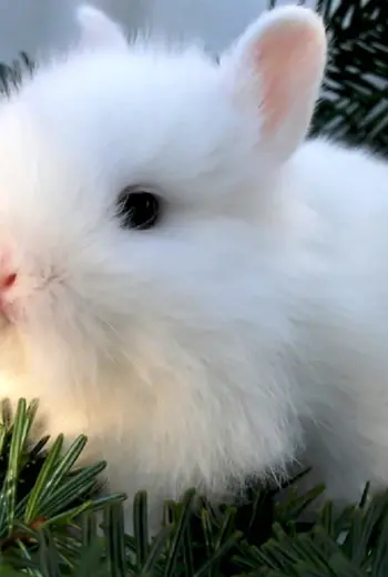 Новогодний кролик