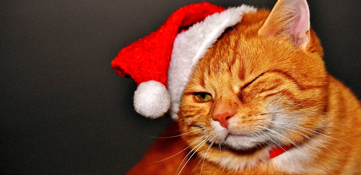 Новогодний рыжий котик