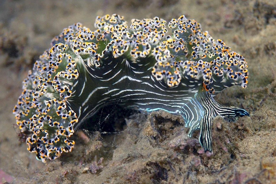 Nudibranch seaslug