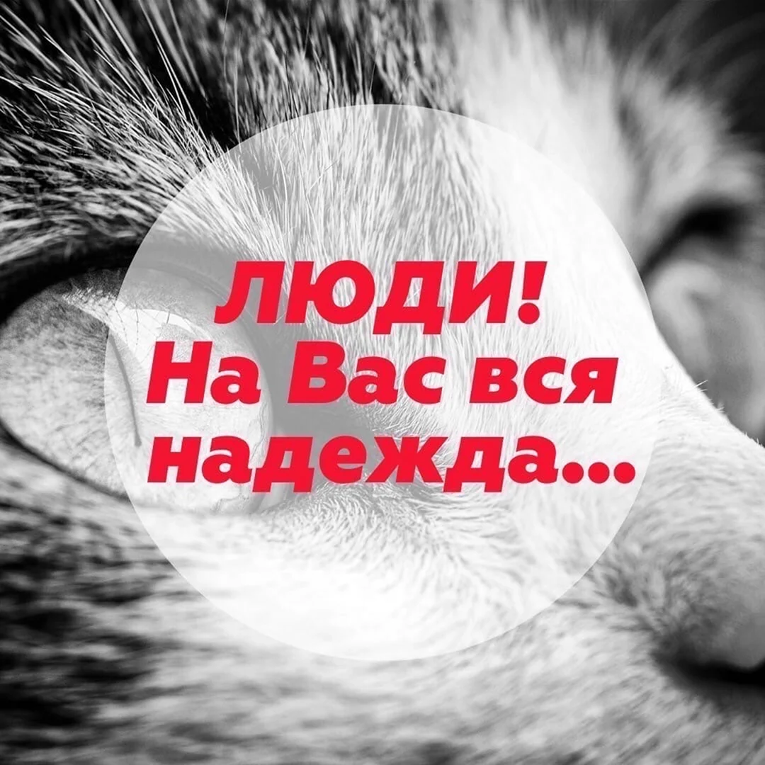 Нужна помощь животным