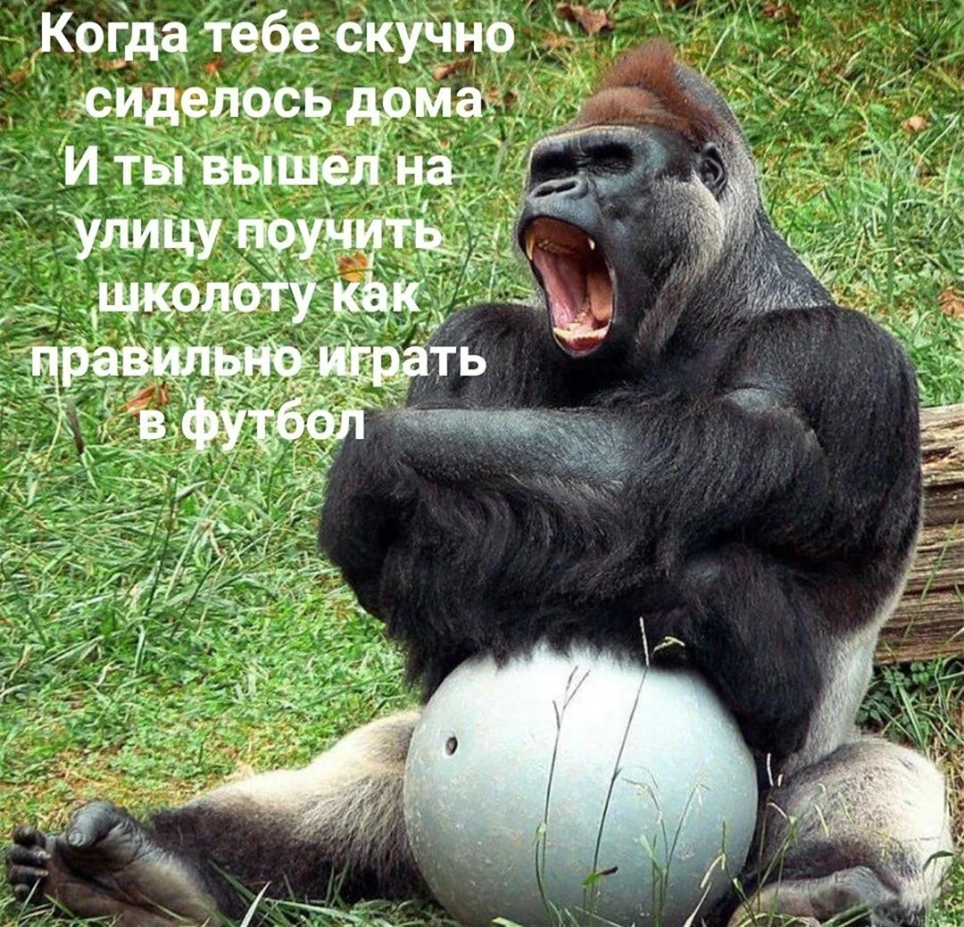 Обезьяна с яйцами