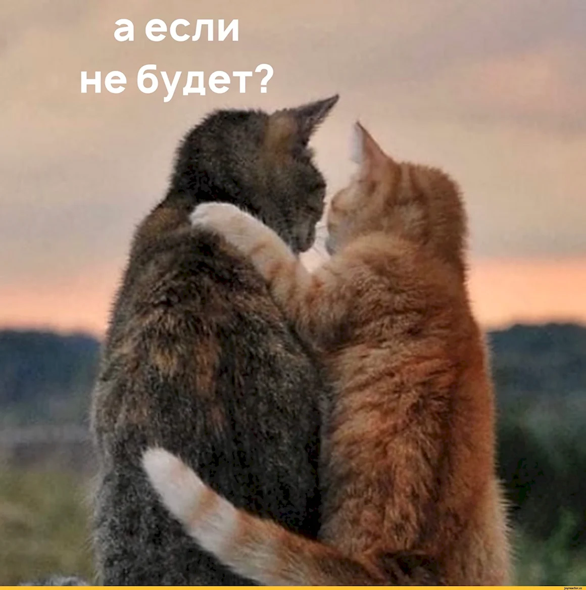 Обнимашки