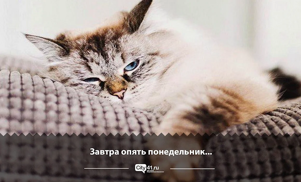 Обои понедельник
