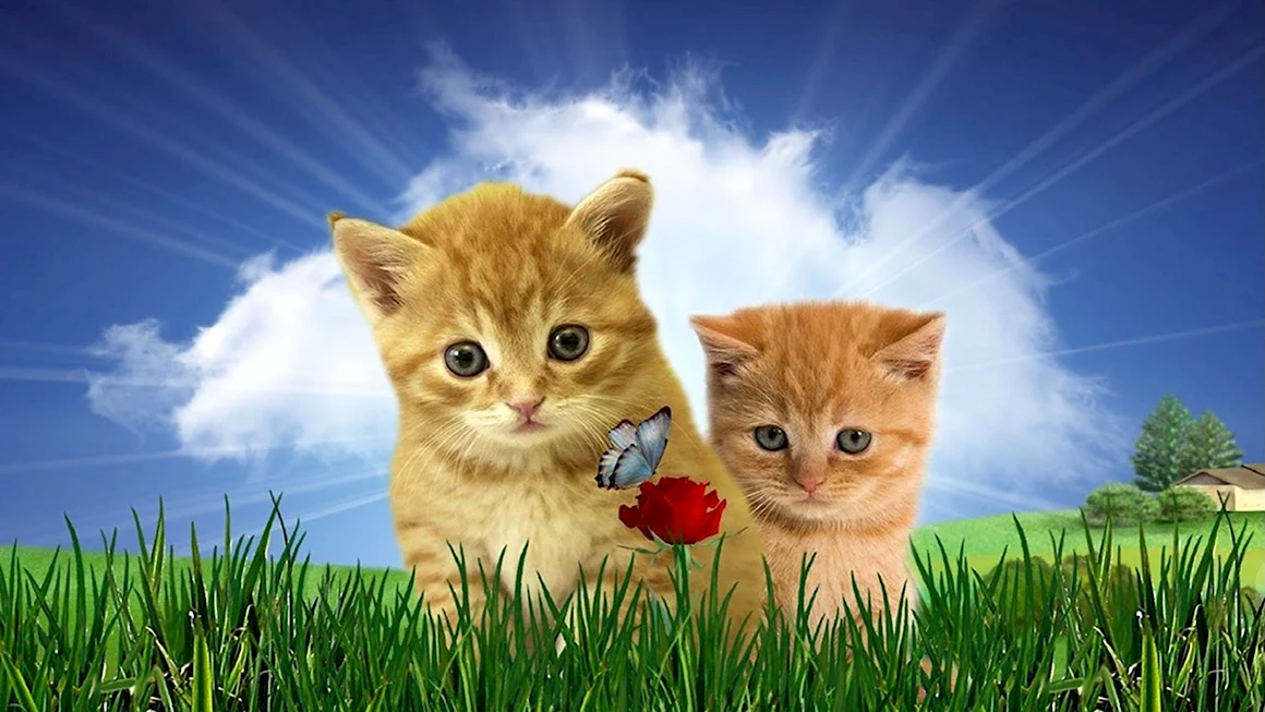Обои с котятами