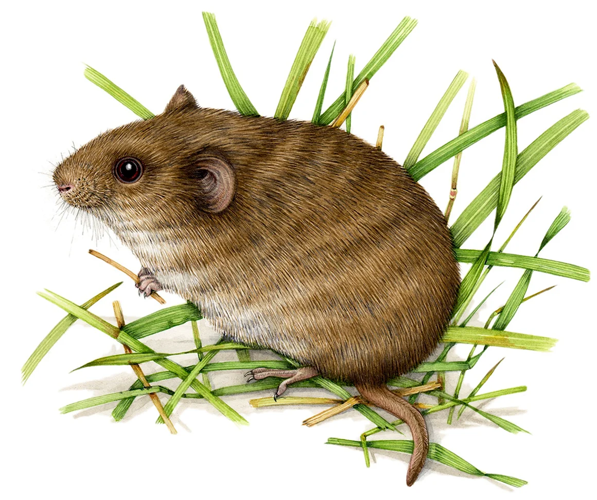 Обыкновенная полевка Microtus arvalis