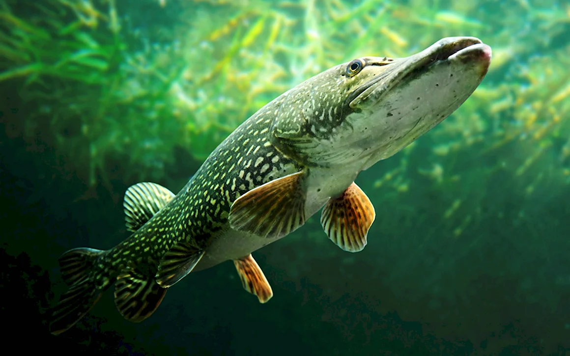 Обыкновенная щука Esox Lucius