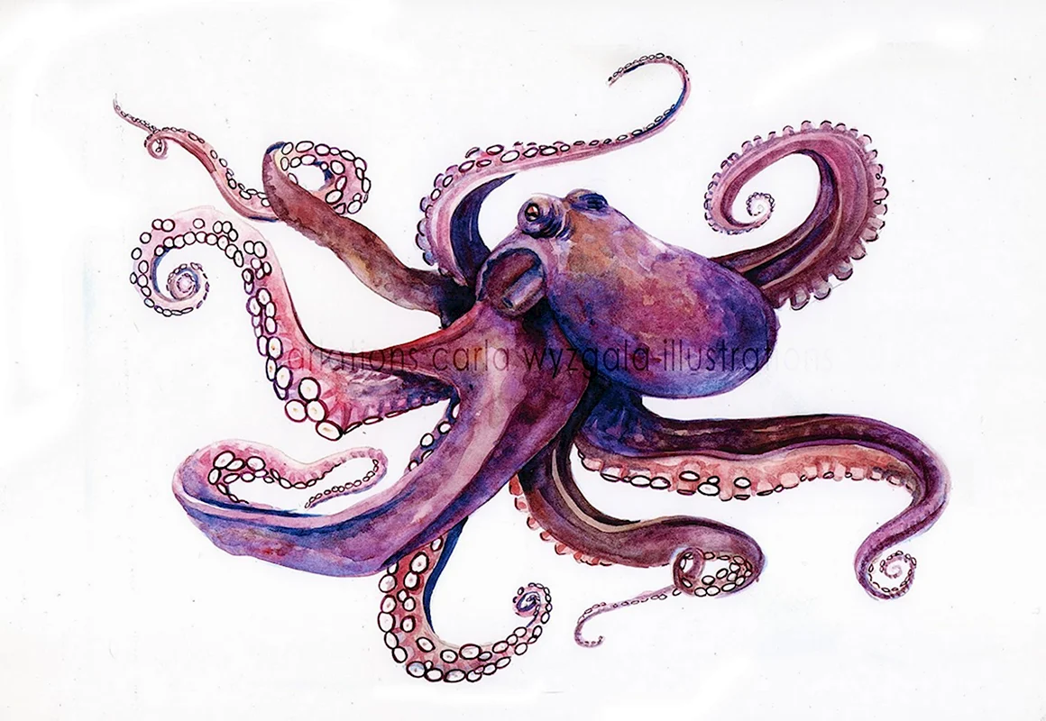 Octopus Haloila
