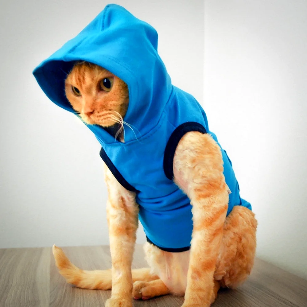 Одежда для кошек
