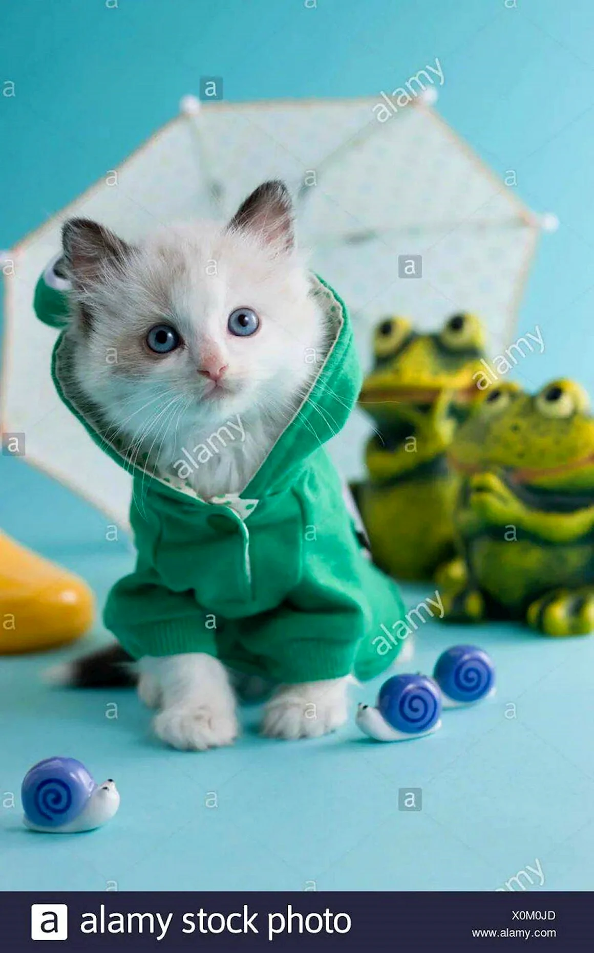 Одежда для кошек