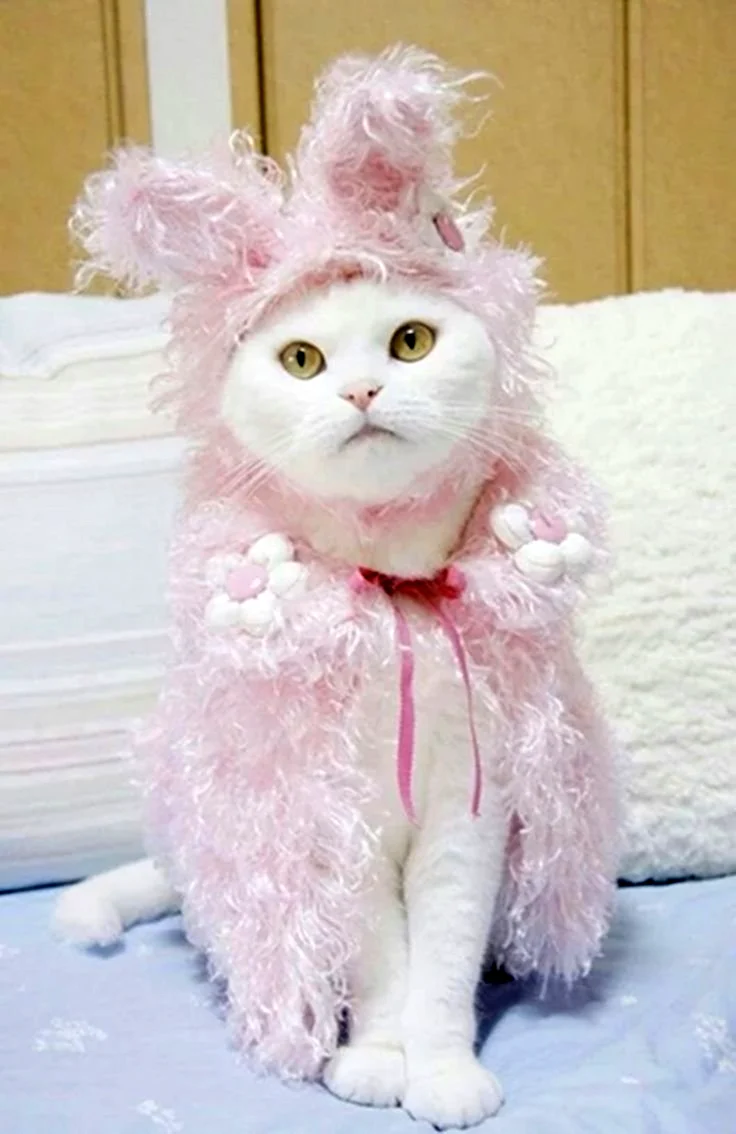 Одежда для кошек