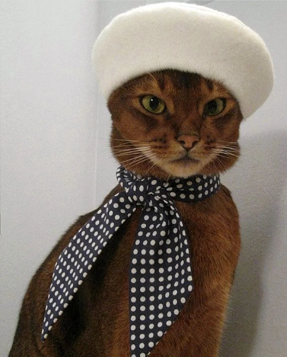 Одежда для кошек