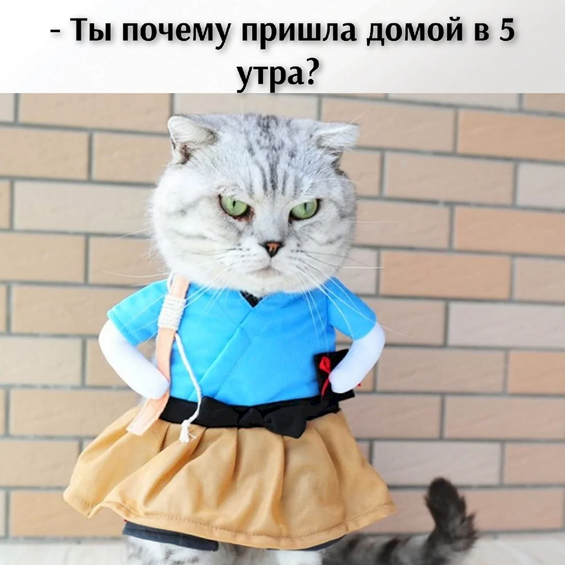 Одежда для котов