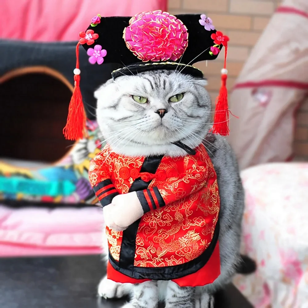 Одежда для котов