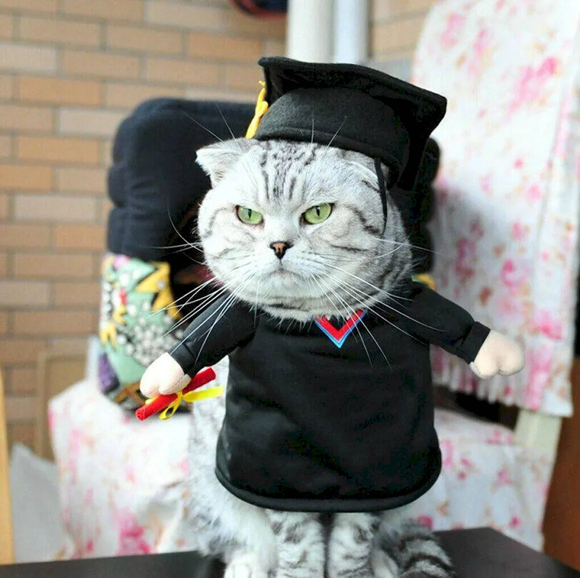 Одежда для котов