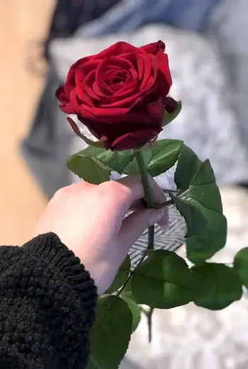 Один красивый цветок фото