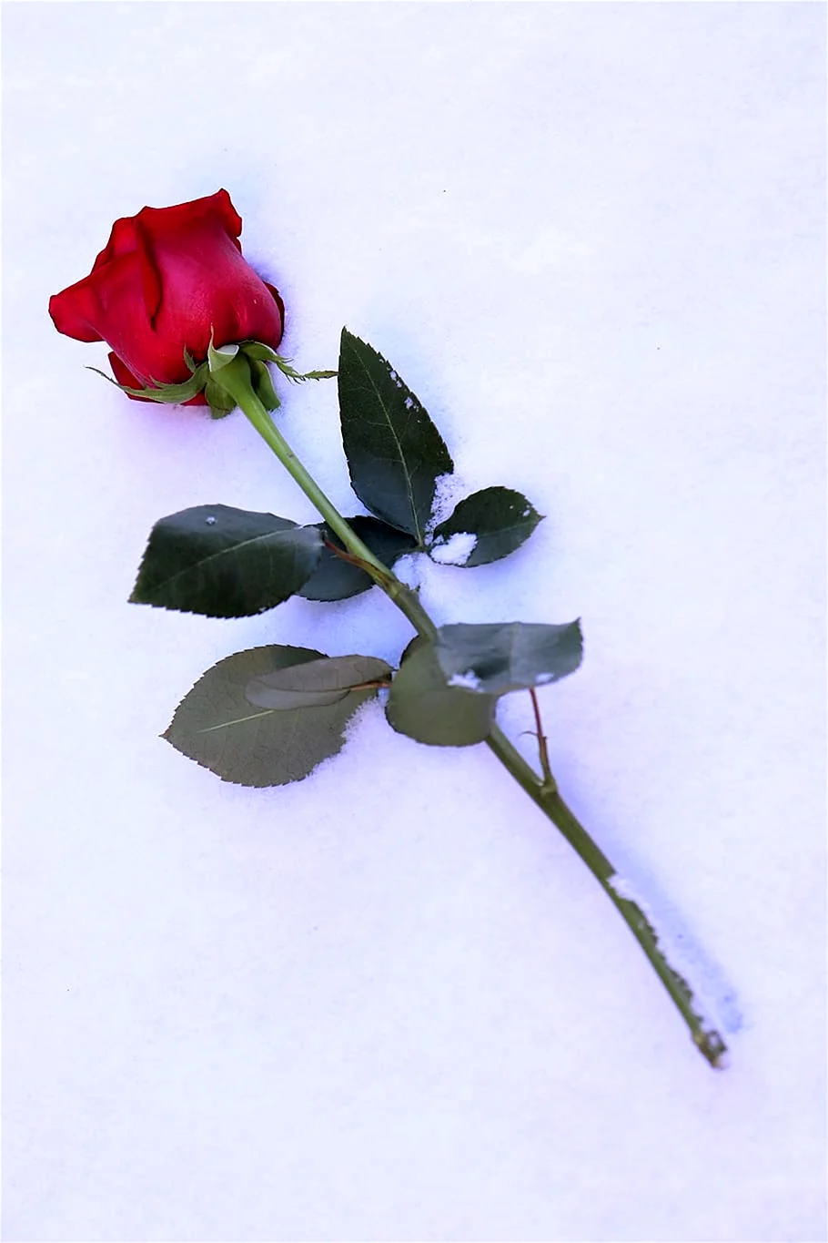Одинокая роза