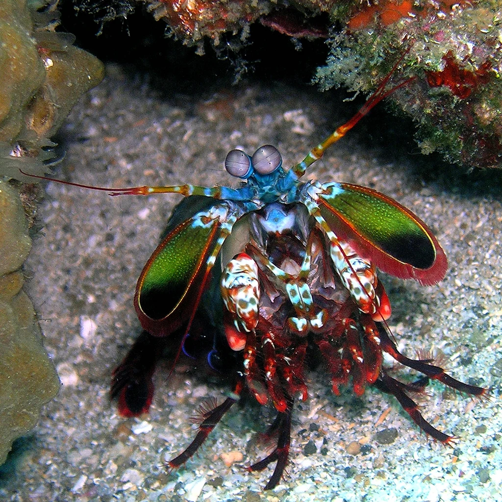 Odontodactylus scyllarus