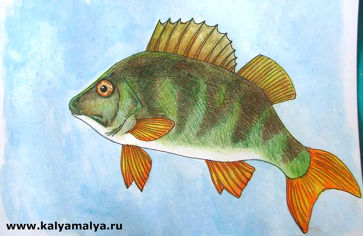 Окунь рисунок