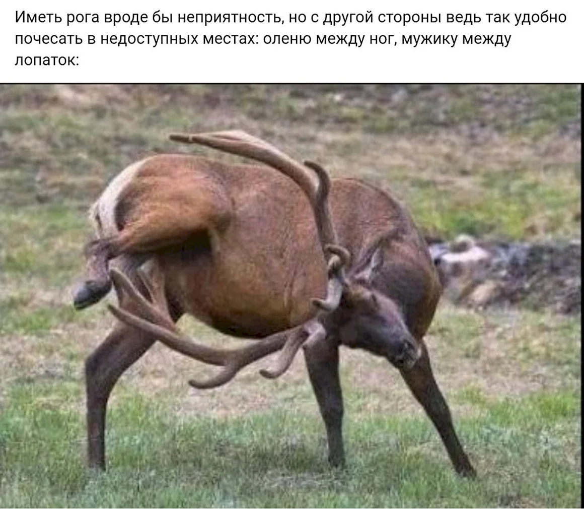 Олень чешет рогами яйца