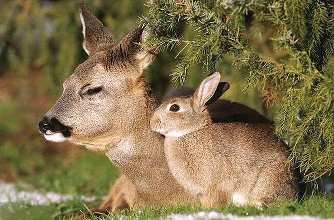 Олень и заяц