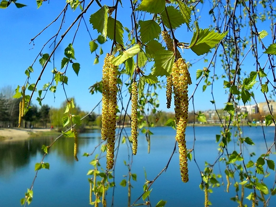 Ольха повислая