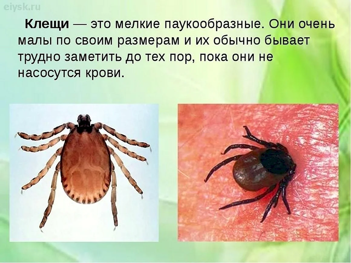 Опасные насекомые клещи