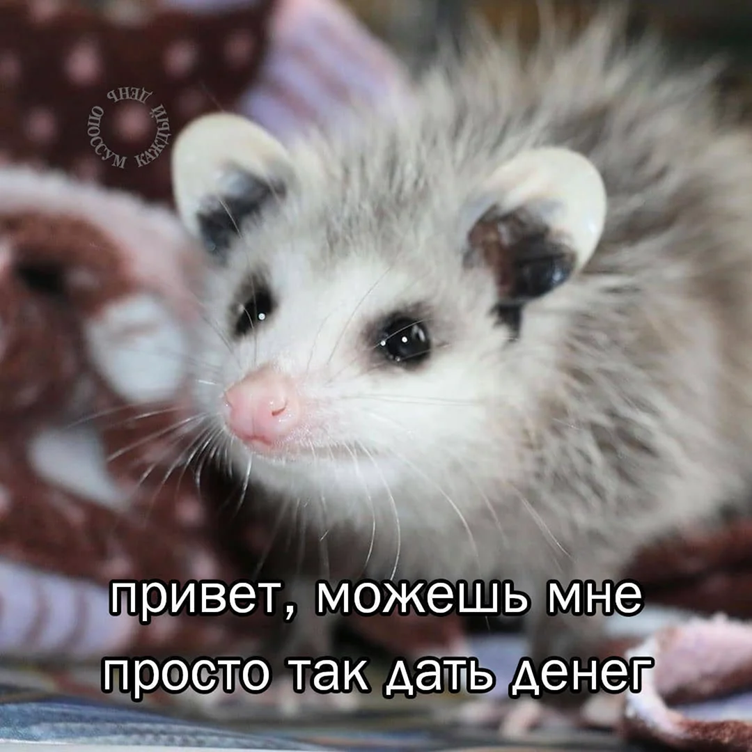 Опоссум демотиватор