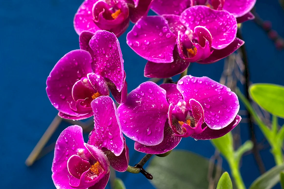 Orchids