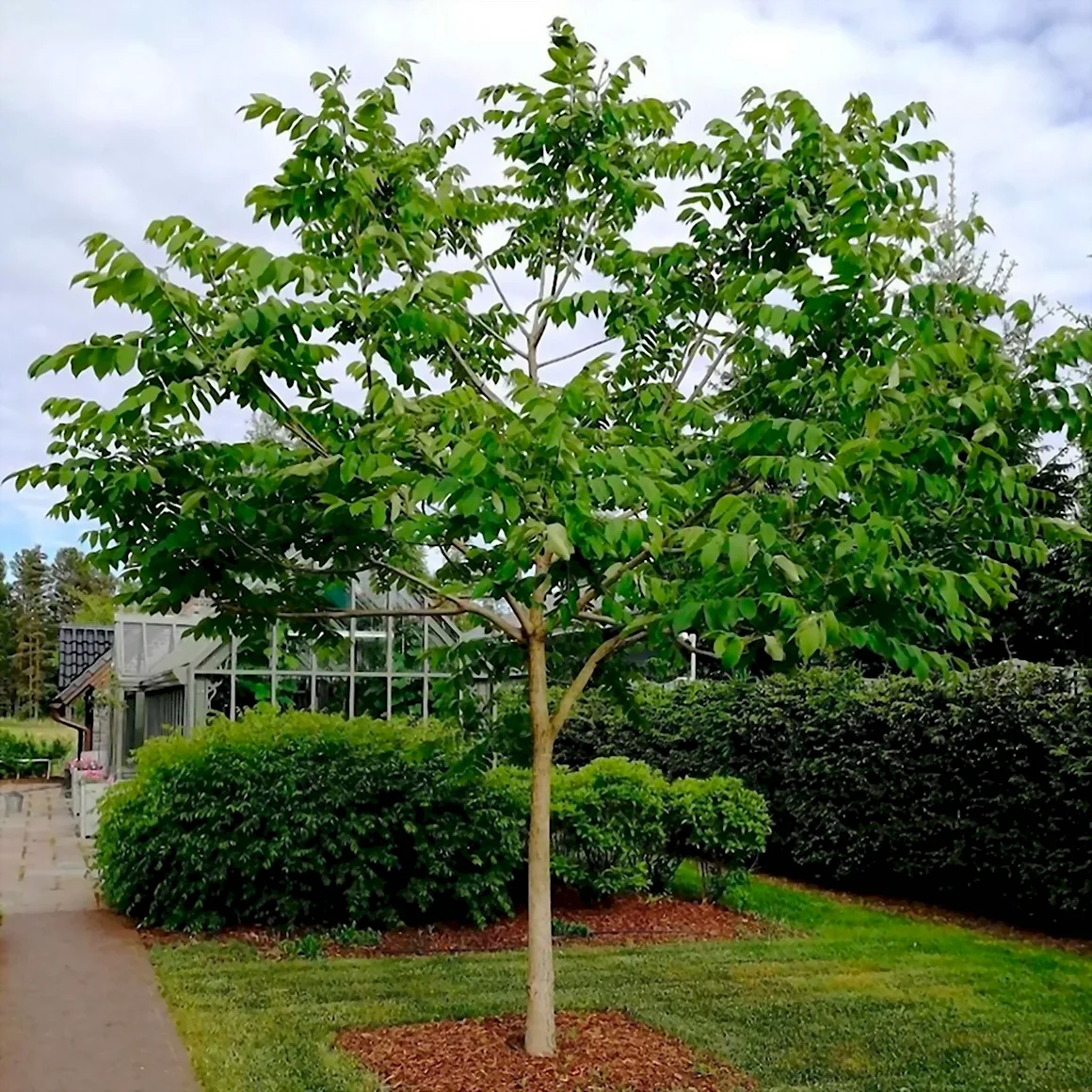 Орех маньчжурский Juglans mandshurica