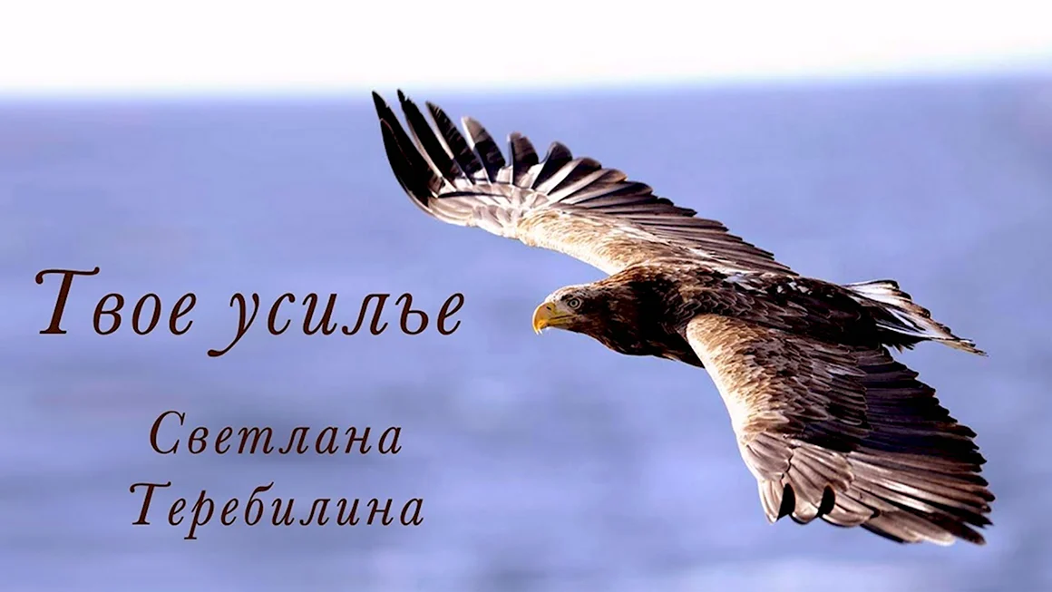Орел летит сбоку