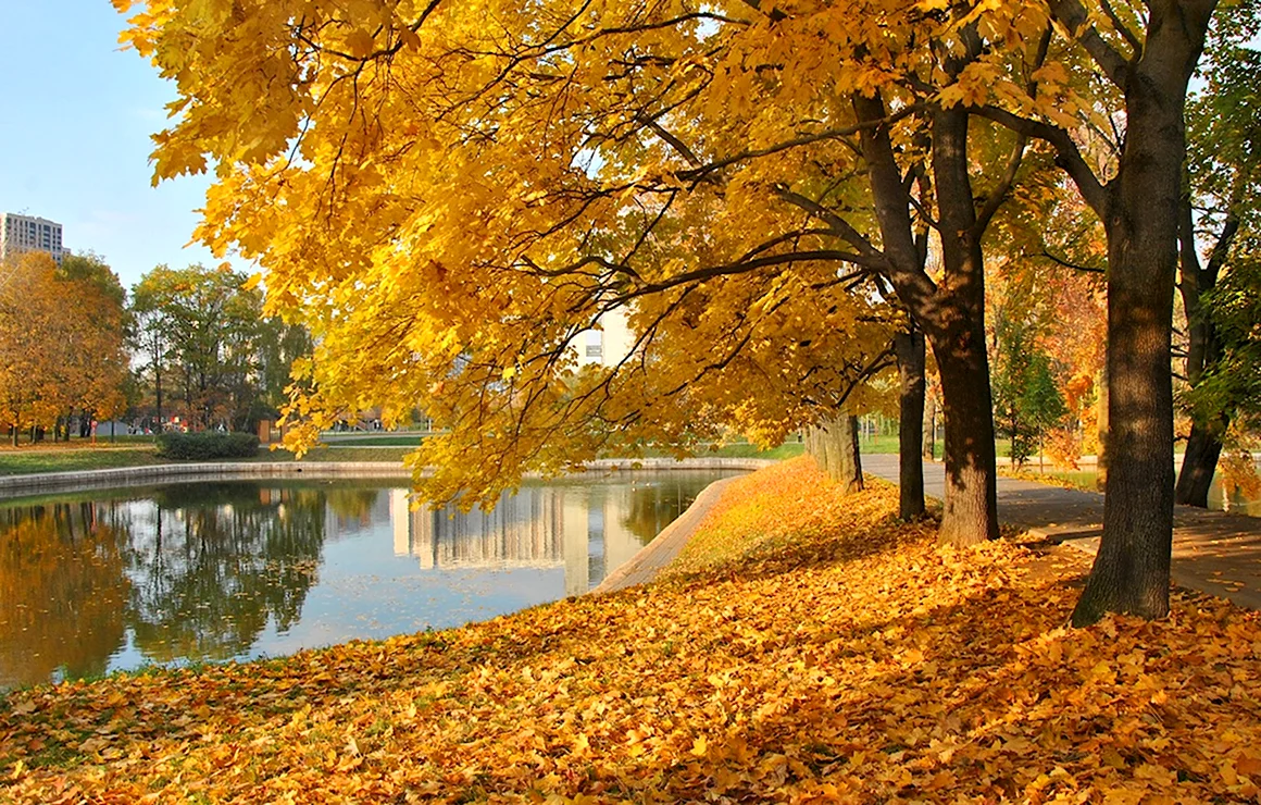 Осень клен парк