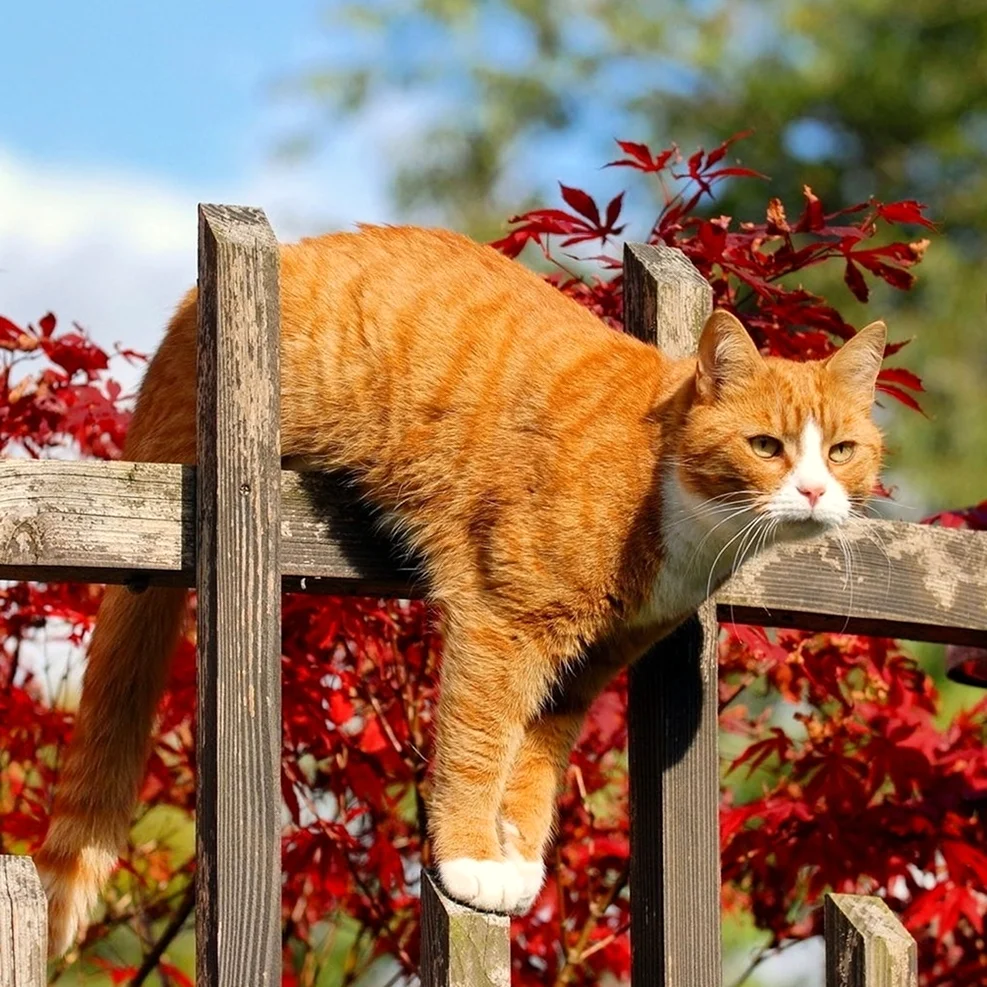Осенний рыжий кот