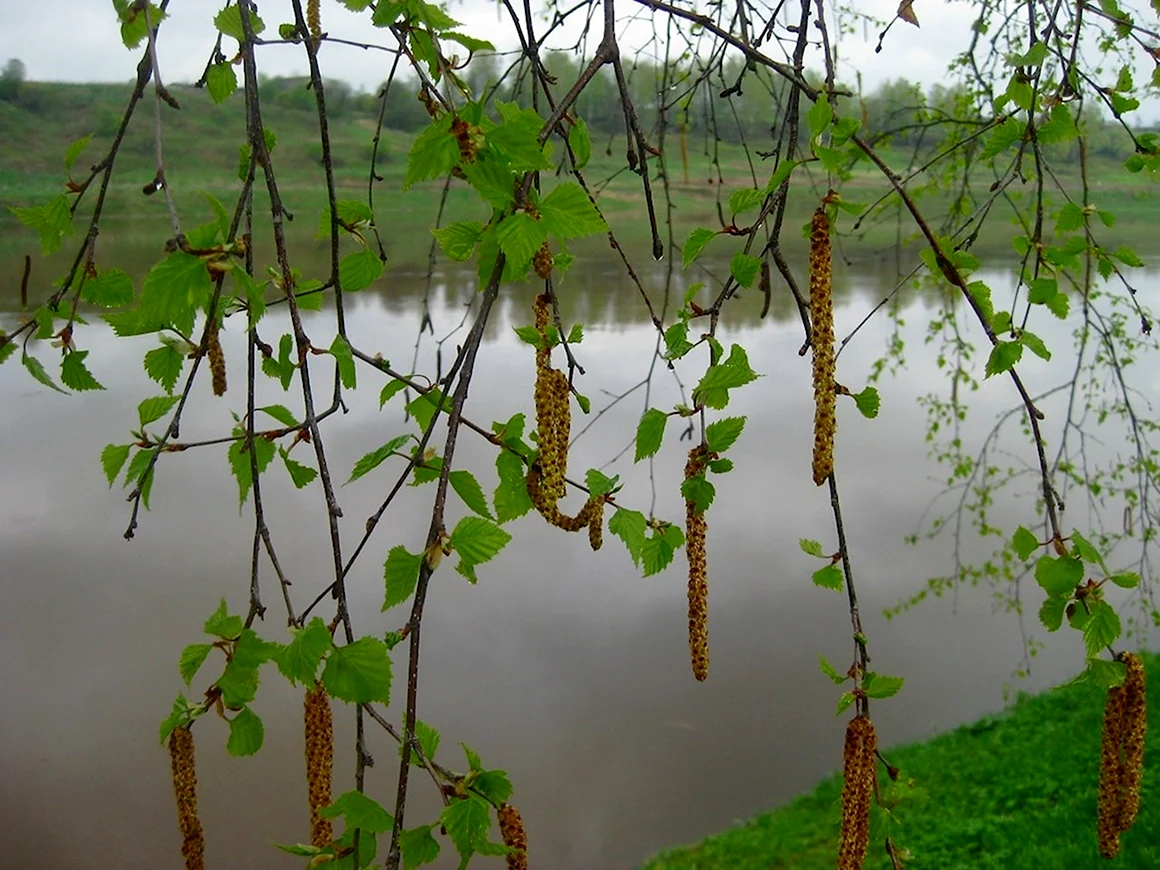 Осина плакучая
