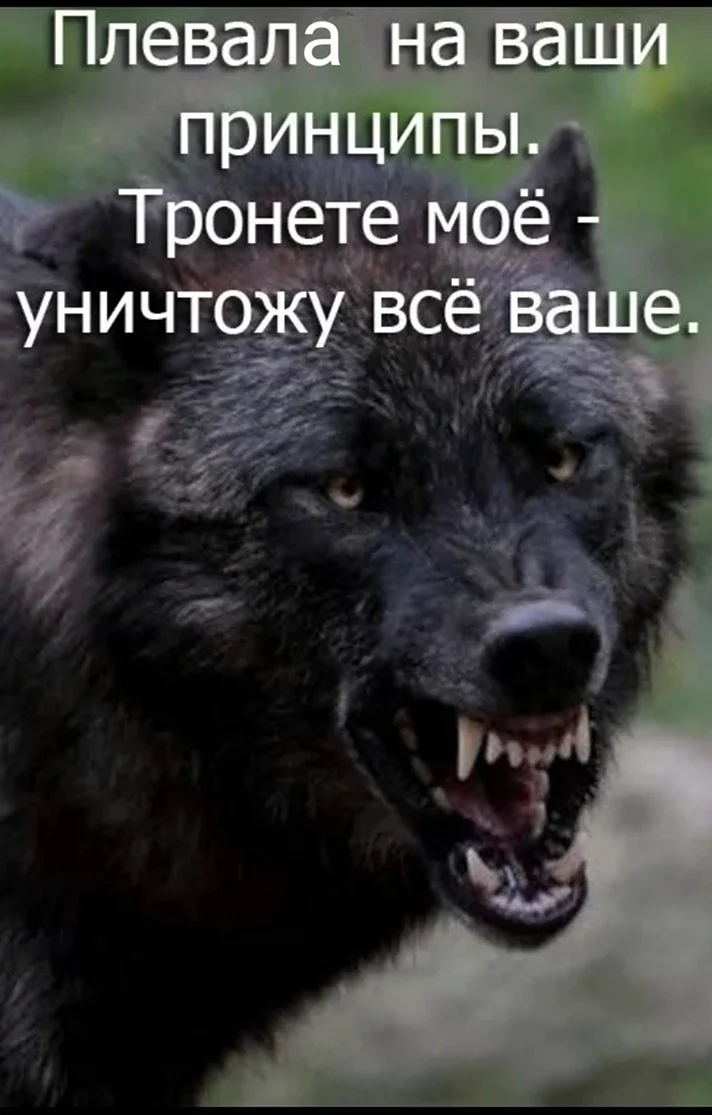 Оскал волка с надписью