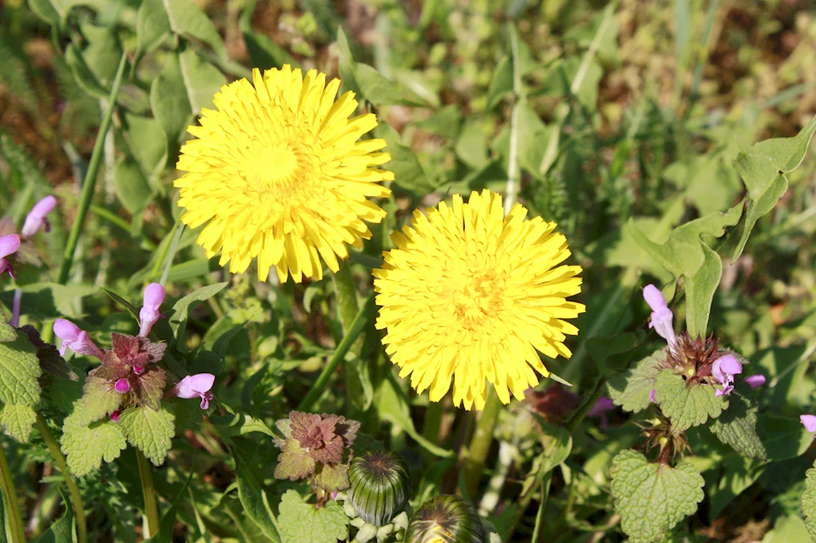 Осот огородный Sonchus oleraceus