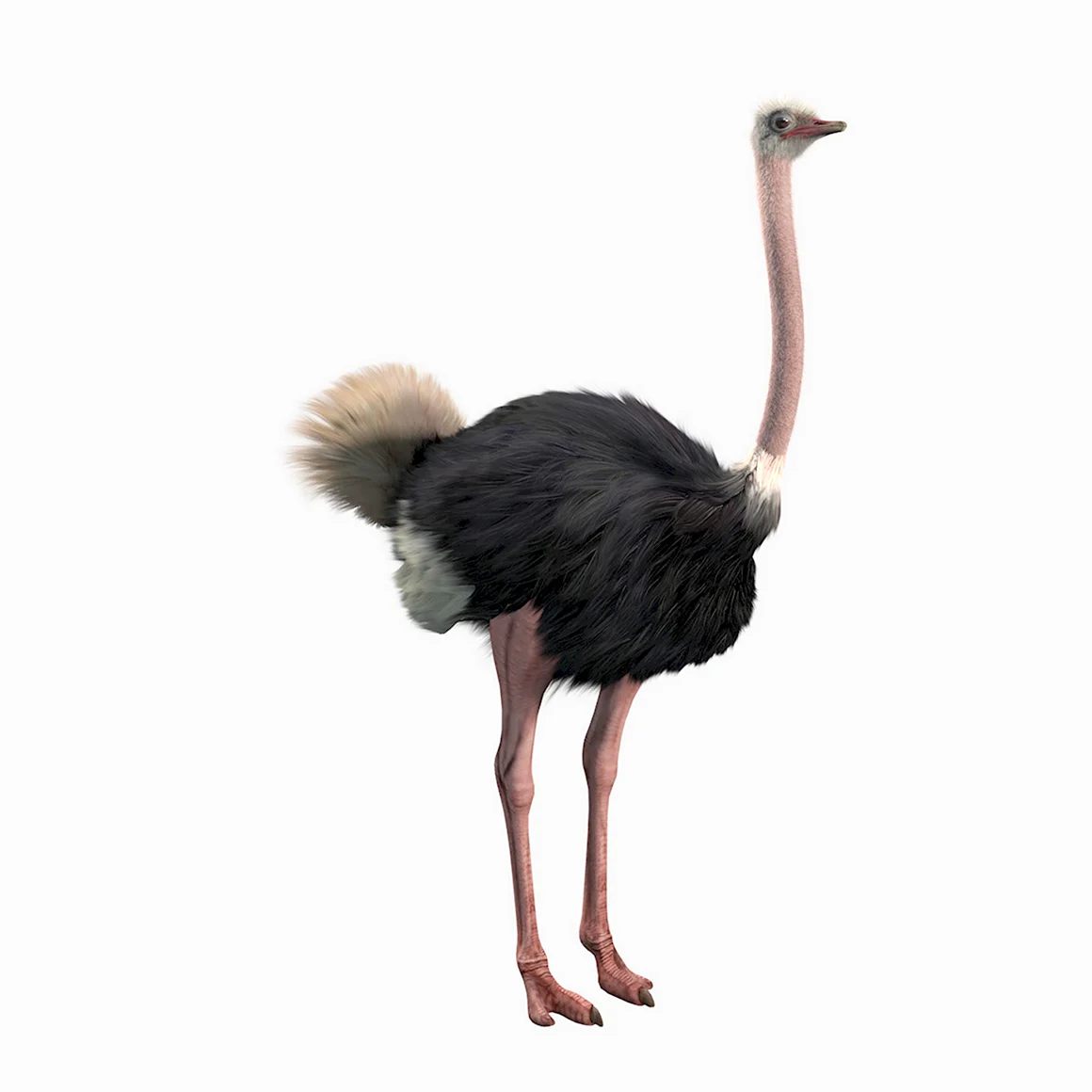 Ostrich 3d model