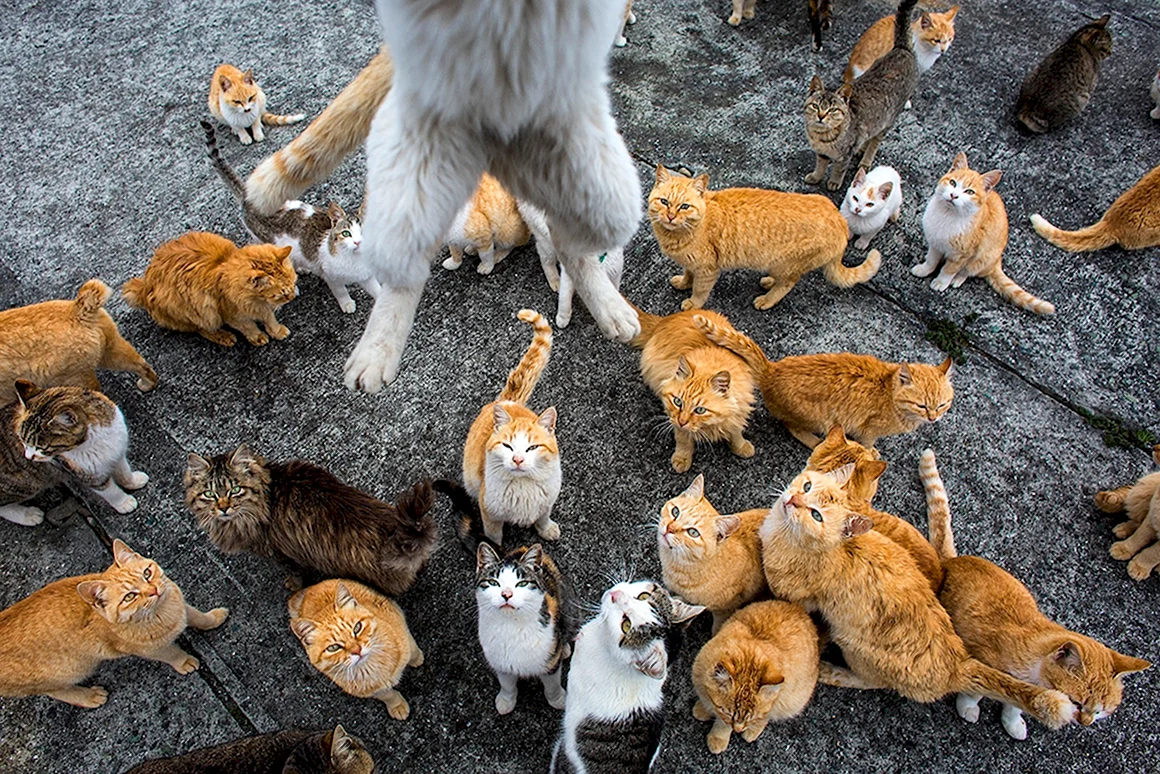 Остров Фраджост кошачий остров