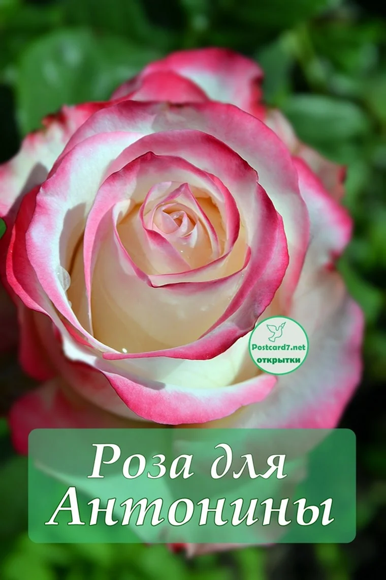 Открытка Антонина