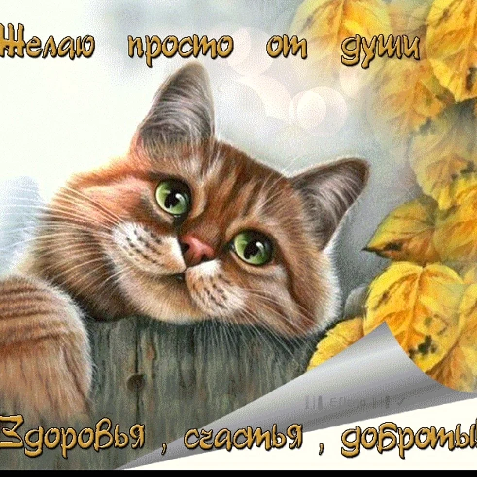Открытки отличного дня с котиками