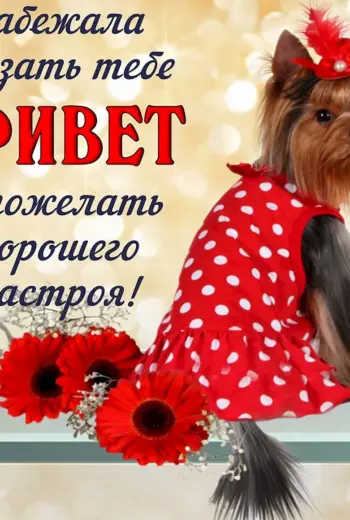 Открытки привет