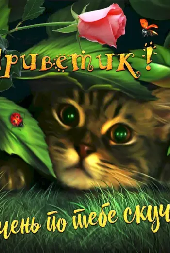 Открытки привет